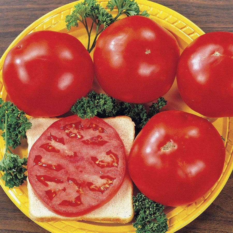 Celebrity Hybrid Tomato Seeds