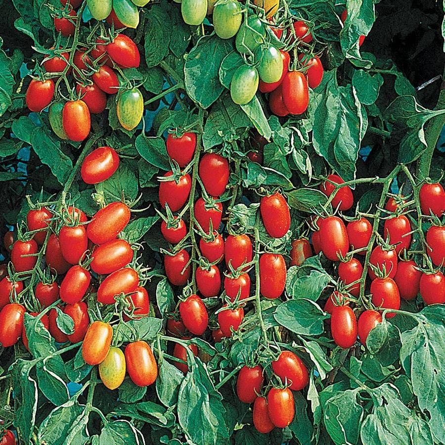park seed tomato plants Juliet Hybrid Tomato Seeds