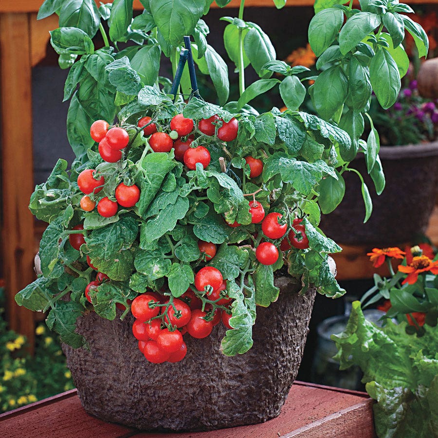 planting red cherry tomato seeds Red Robin Tomato Seeds