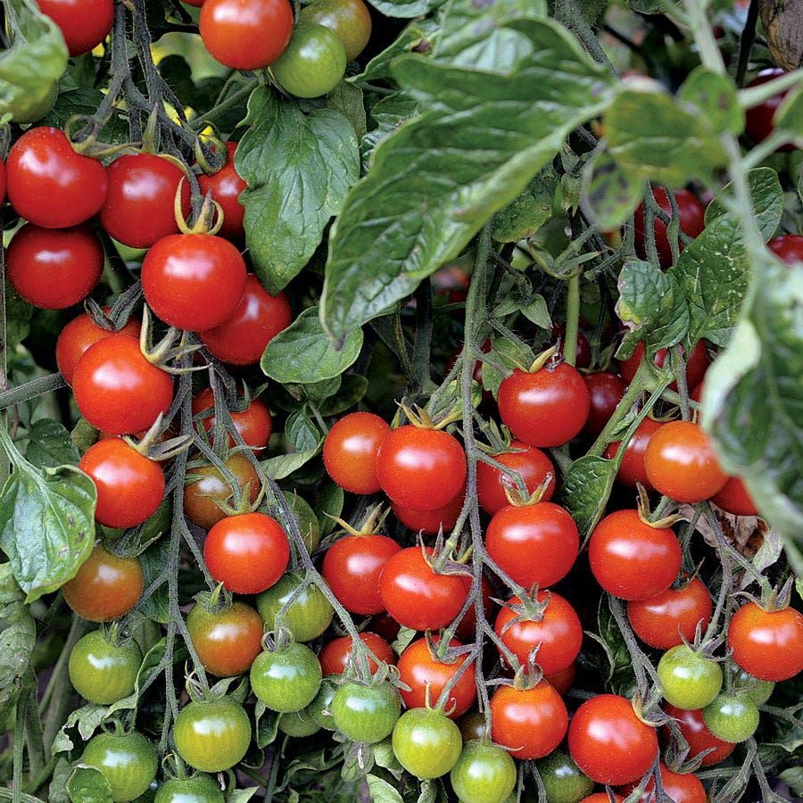 plant cherry tomatoes from seed Sweet Million Hybrid Cherry Tomato Seeds – Park Seed