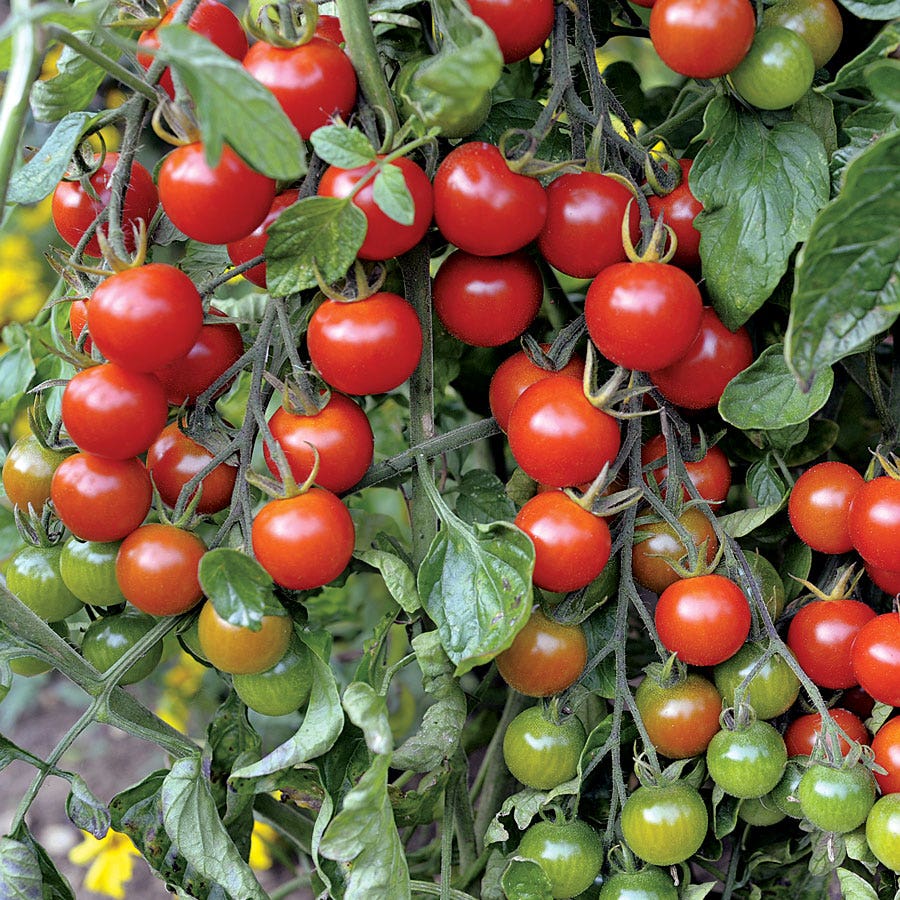 Sweet Million Hybrid Cherry Tomato Seeds