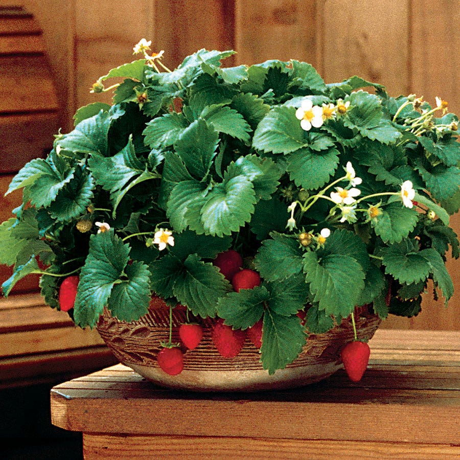 everbearing strawberry seeds for sale Fresca Strawberry Seeds – Park Seed