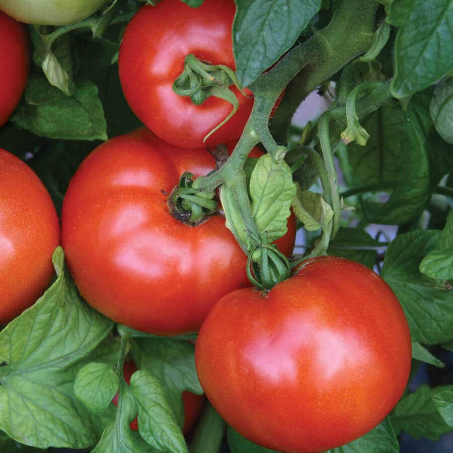 Park Seed Season Starter Hybrid Tomato Seeds