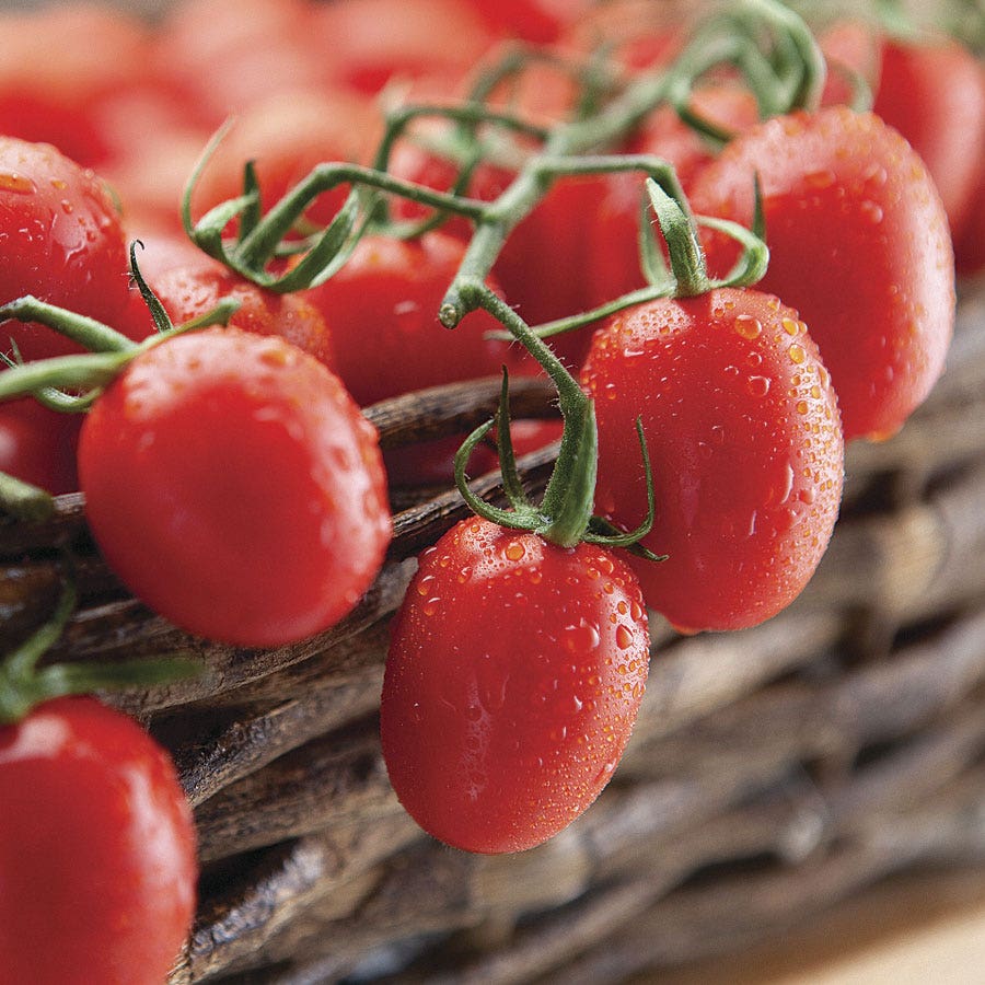 Cupid Hybrid Grape Tomato Seeds