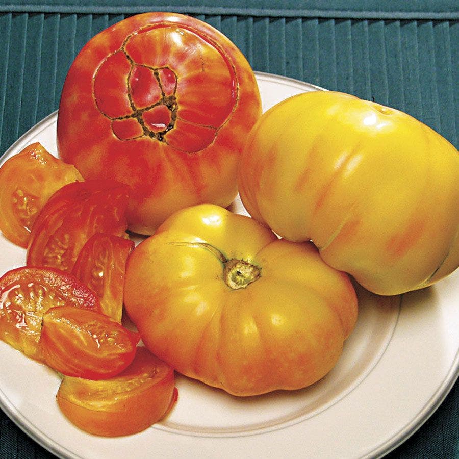 pineapple tomato plants for sale Pineapple Tomato Seeds