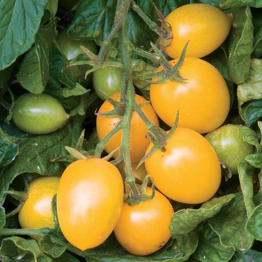 Golden Rave Hybrid Tomato Seeds