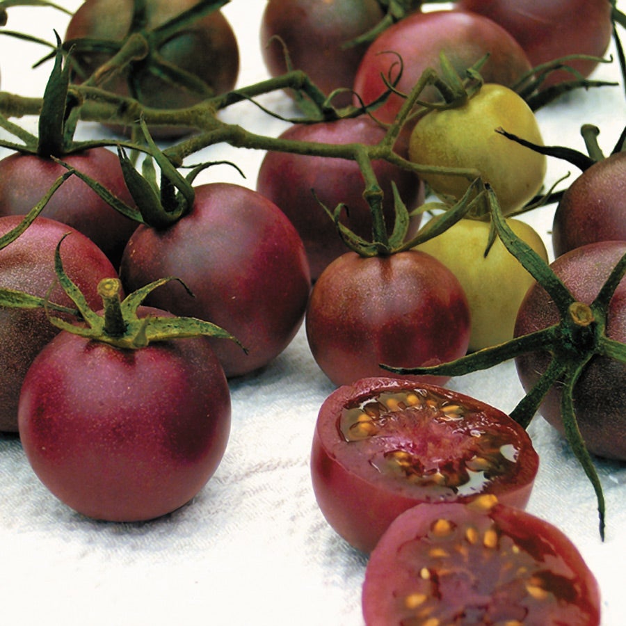 park seed tomato plants Chocolate Cherry Tomato Seeds