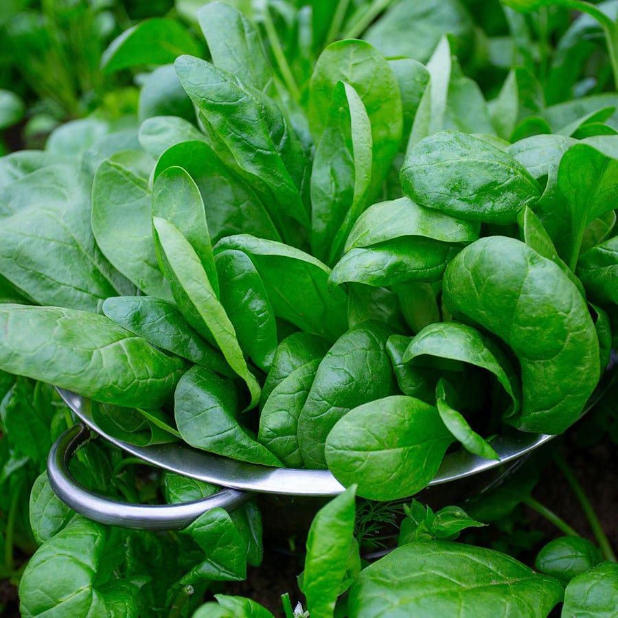 spinach plant with seeds Space Hybrid Spinach Seeds