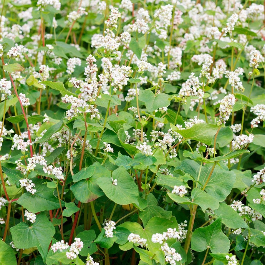 buckwheat seeds for planting Organic Buckwheat Seeds – Park Seed