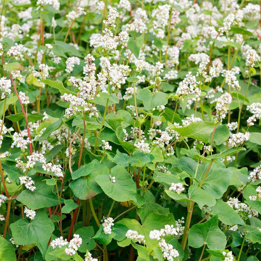 Organic Buckwheat Seeds