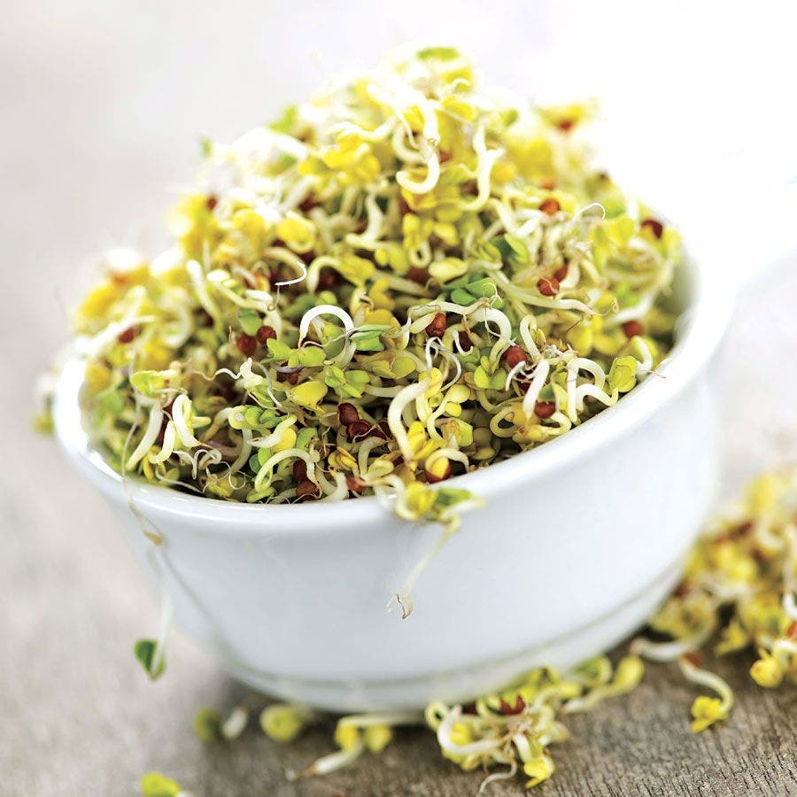 alfalfa plant seeds Sprouting Alfalfa Seeds