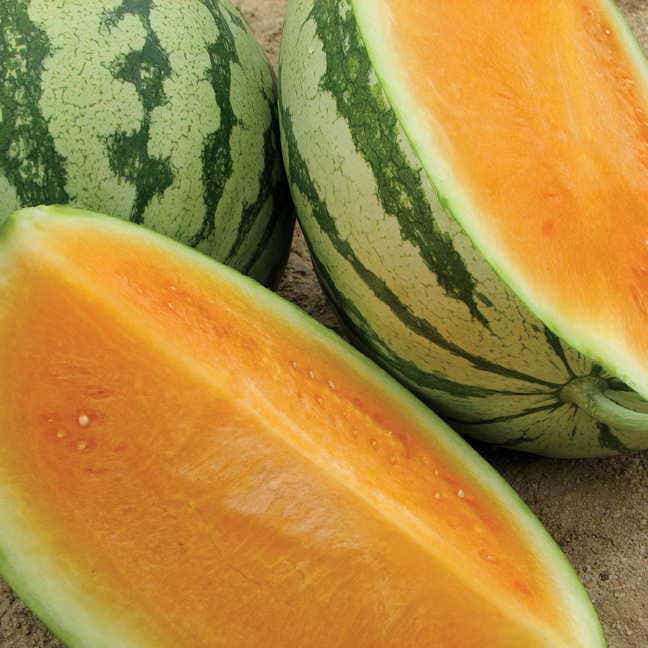 best seedless watermelon seeds to plant Orange Crisp Seedless Orange Watermelon Seeds
