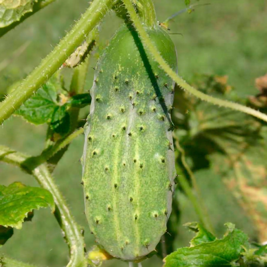 National Pickling Cucumber Seeds