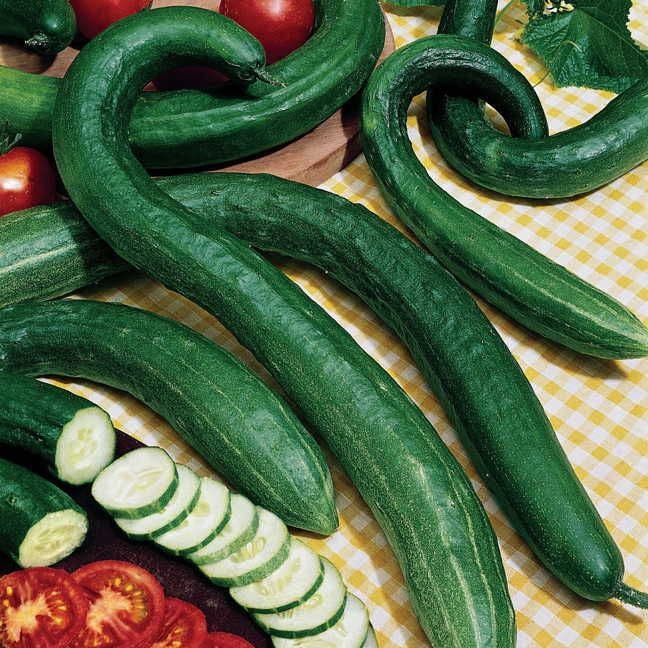 garden sweet burpless cucumber seeds Early Spring Burpless Hybrid Cucumber Seeds – Park Seed