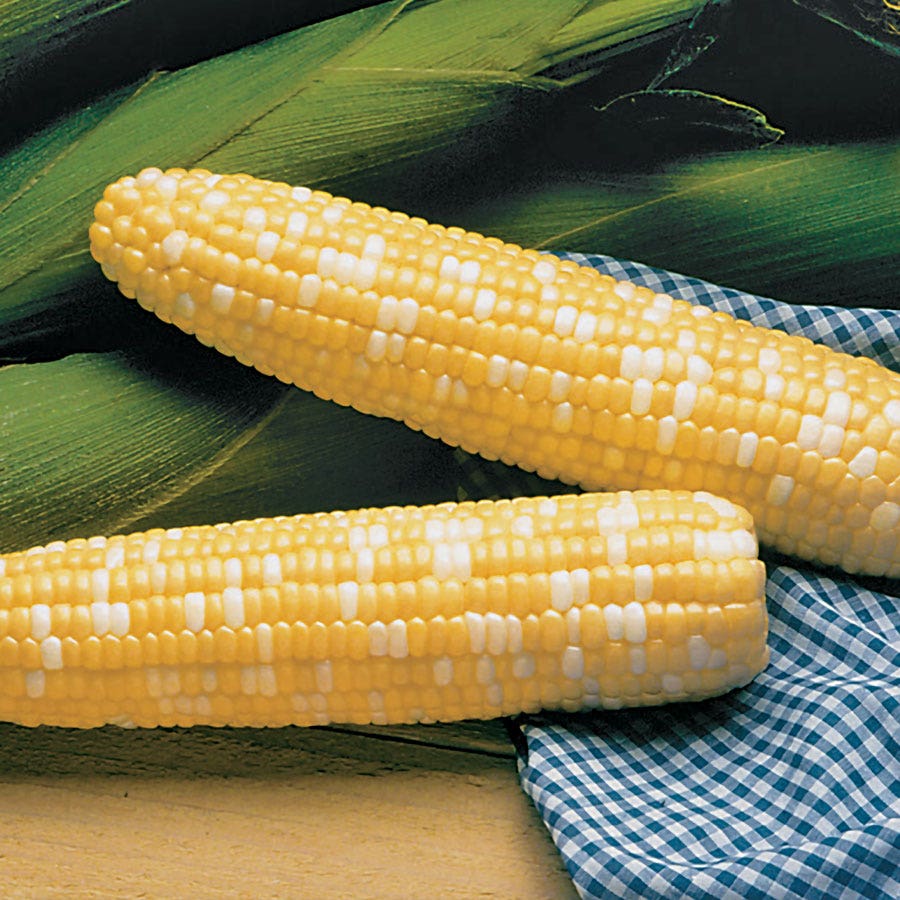 Serendipity Triplesweet™ Hybrid Sweet Corn Seeds