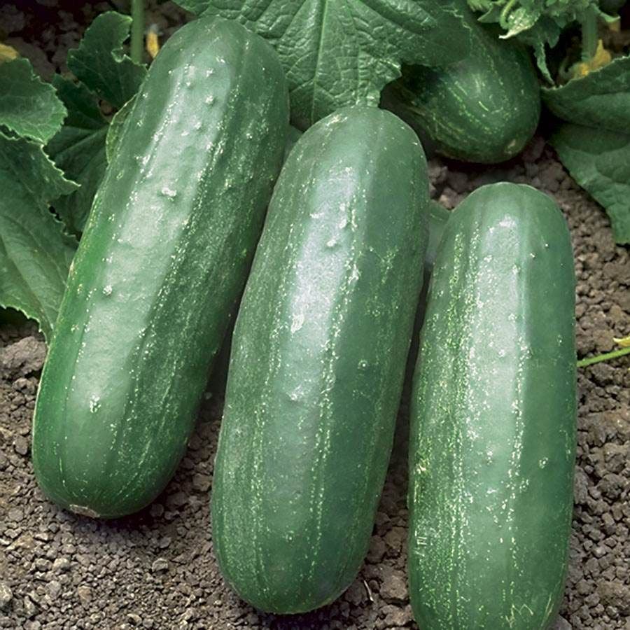 cucumbers from seed or plant Eureka Hybrid Cucumber Seeds – Park Seed