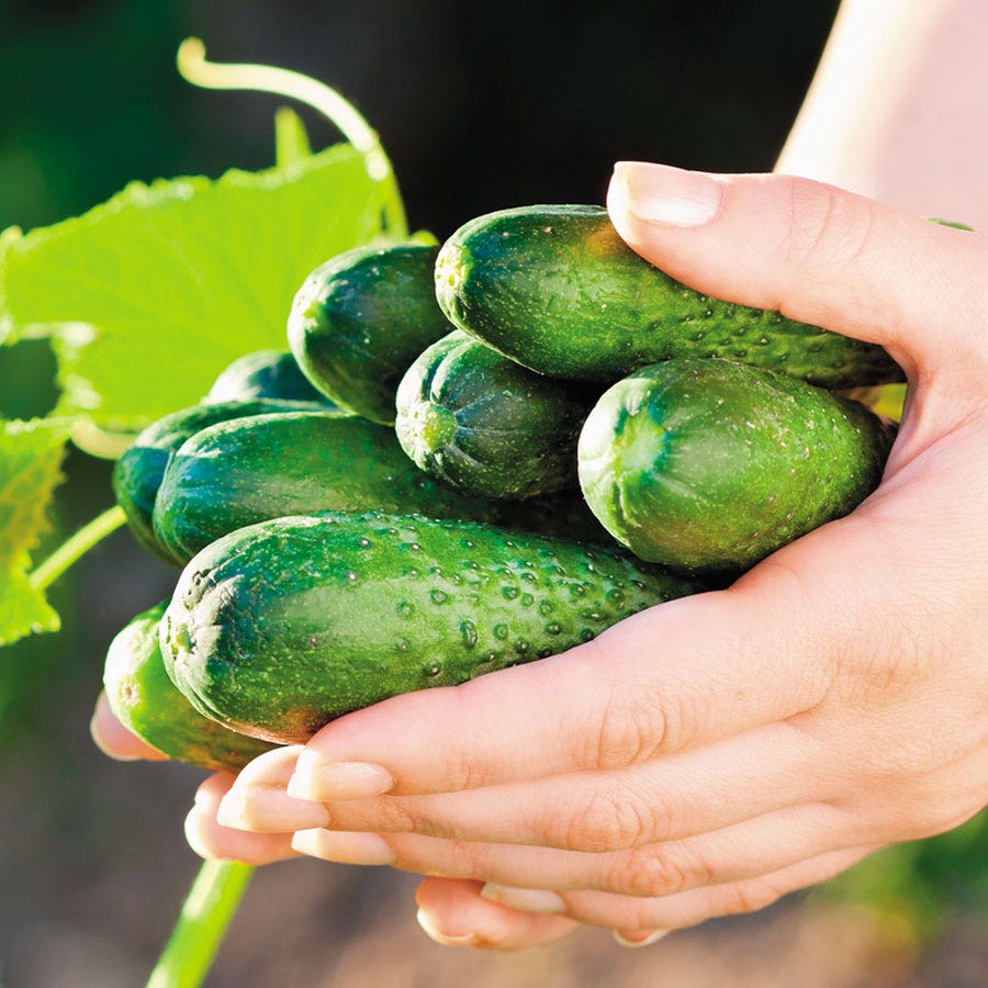 garden sweet burpless cucumber seeds Garden Sweet Burpless Cucumber Seeds
