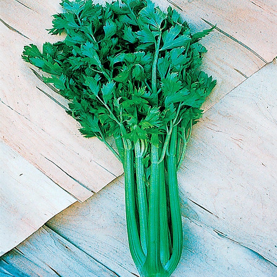 celery seed plant Tango Hybrid Celery Seeds