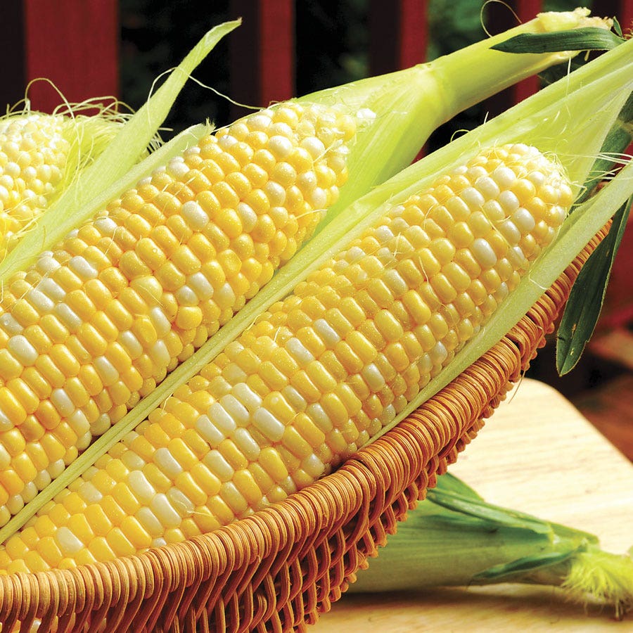 Honey 'N Pearl Sweet Corn Seeds
