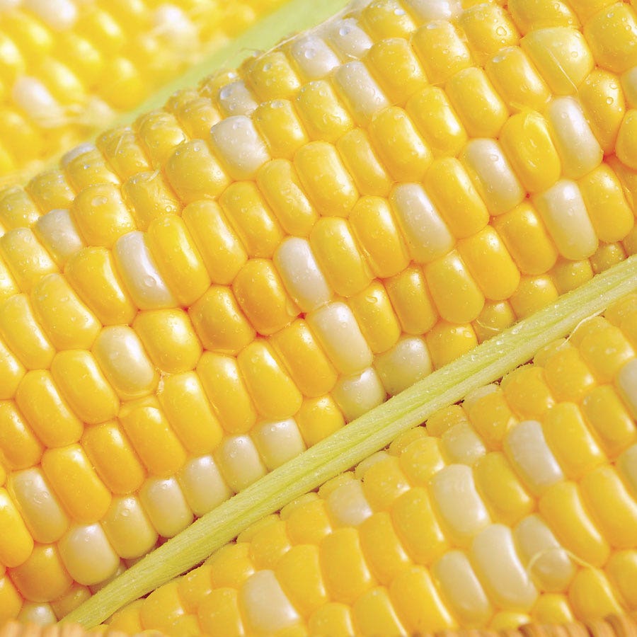 Honey 'N Pearl Sweet Corn Seeds