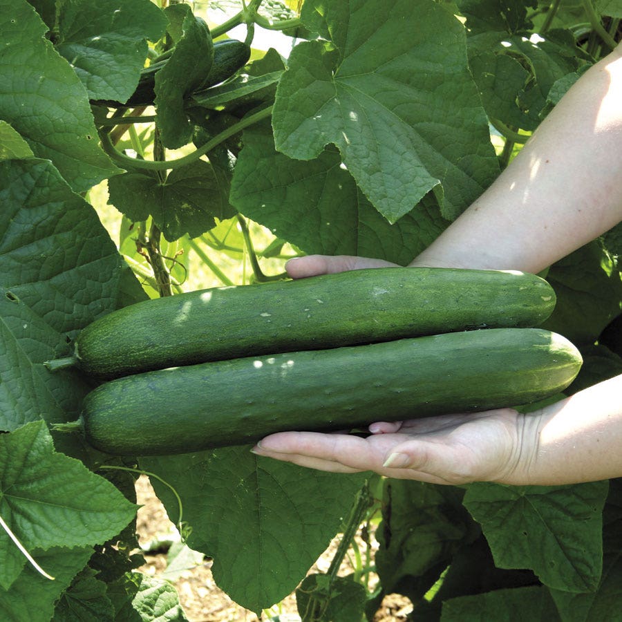 cucumber plants from seeds Sweet Success Hybrid Cucumber Seeds