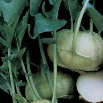 plant kohlrabi seeds Express Forcer Hybrid Kohlrabi Seeds