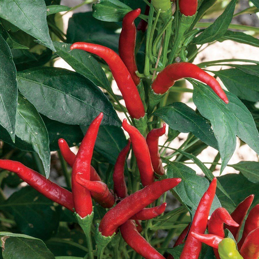 planting chili seeds Super Chili F1 Hybrid Pepper Seeds