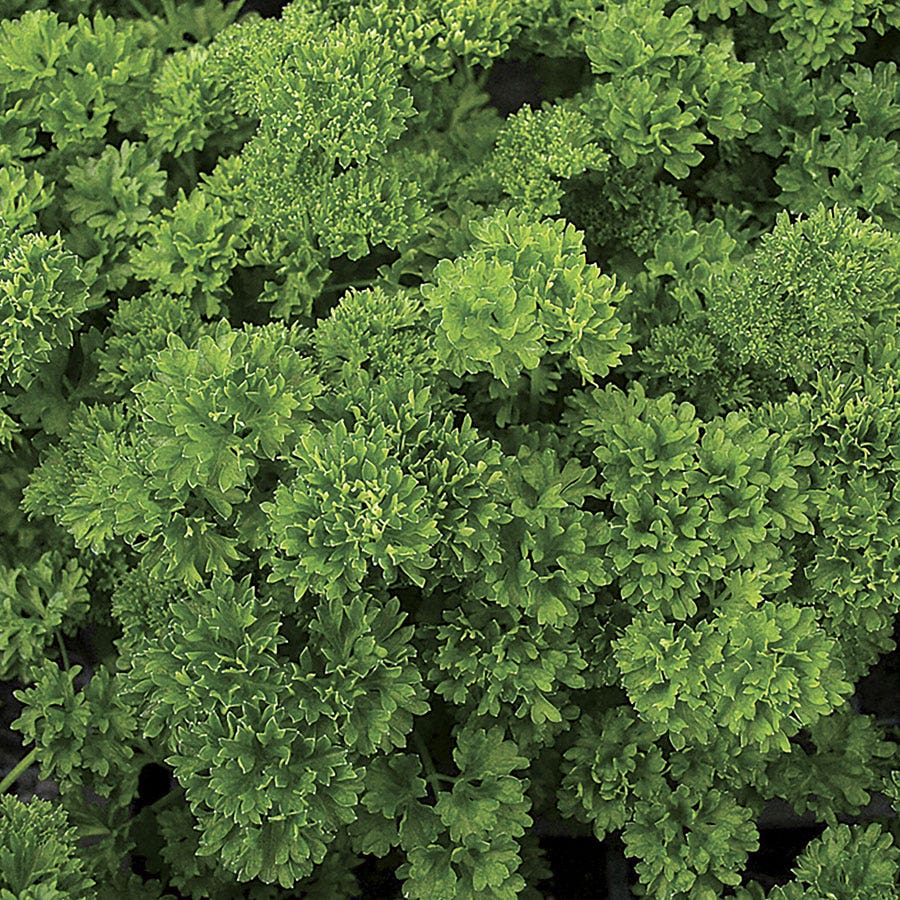 parsley plant gone to seed Lisette Parsley Seeds