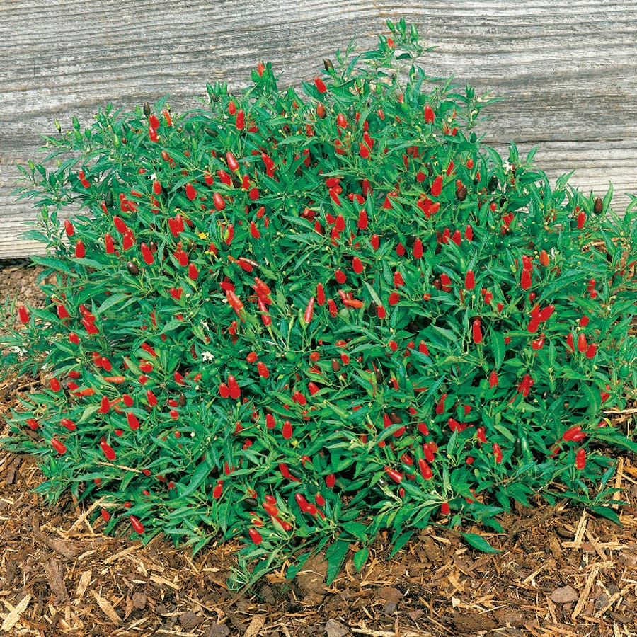 plant hot pepper seeds Thai Hot Pepper Seeds