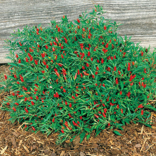 Thai Hot Pepper Seeds