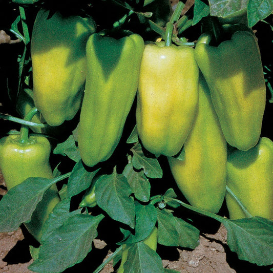 Gypsy Hybrid Sweet Pepper Seeds