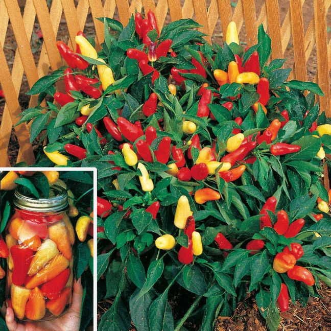 pickle seeds for planting Sweet Pickle Pepper Seeds – Park Seed