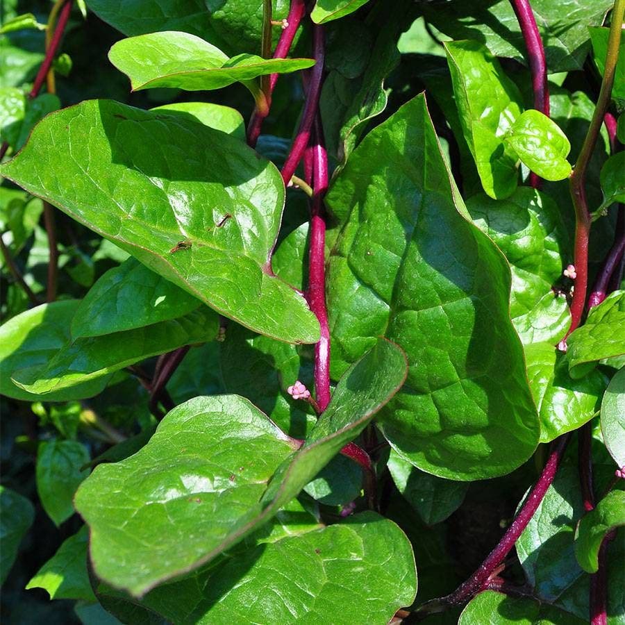 seed stem plant Red Stem Malabar Spinach Seeds