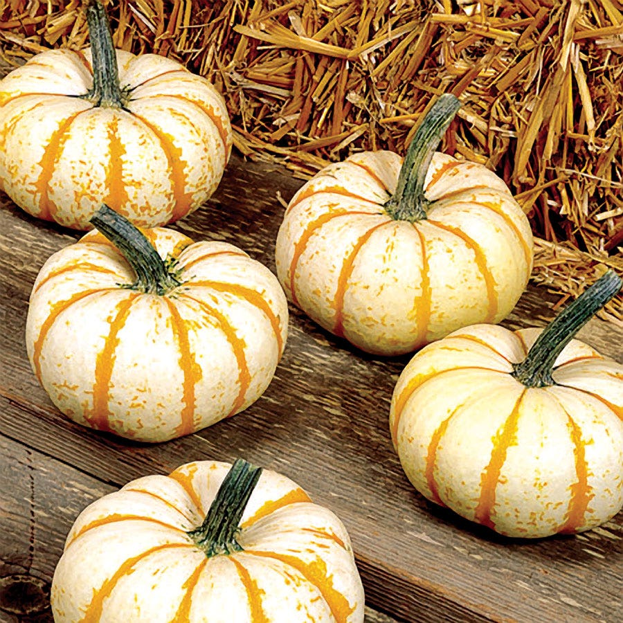 Lil' Pumpkemon Pumpkin Seeds