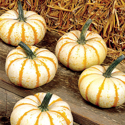 Lil' Pumpkemon Pumpkin Seeds