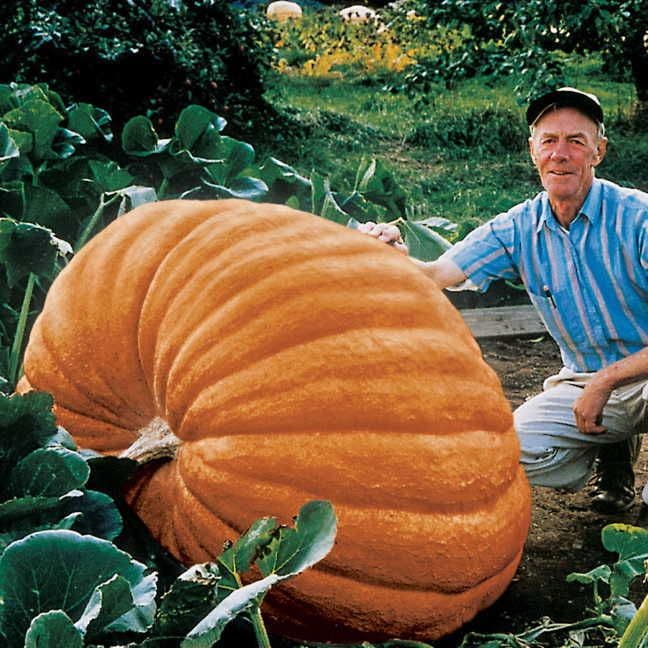large pumpkin seeds for planting Dill's Atlantic Giant Pumpkin Seeds