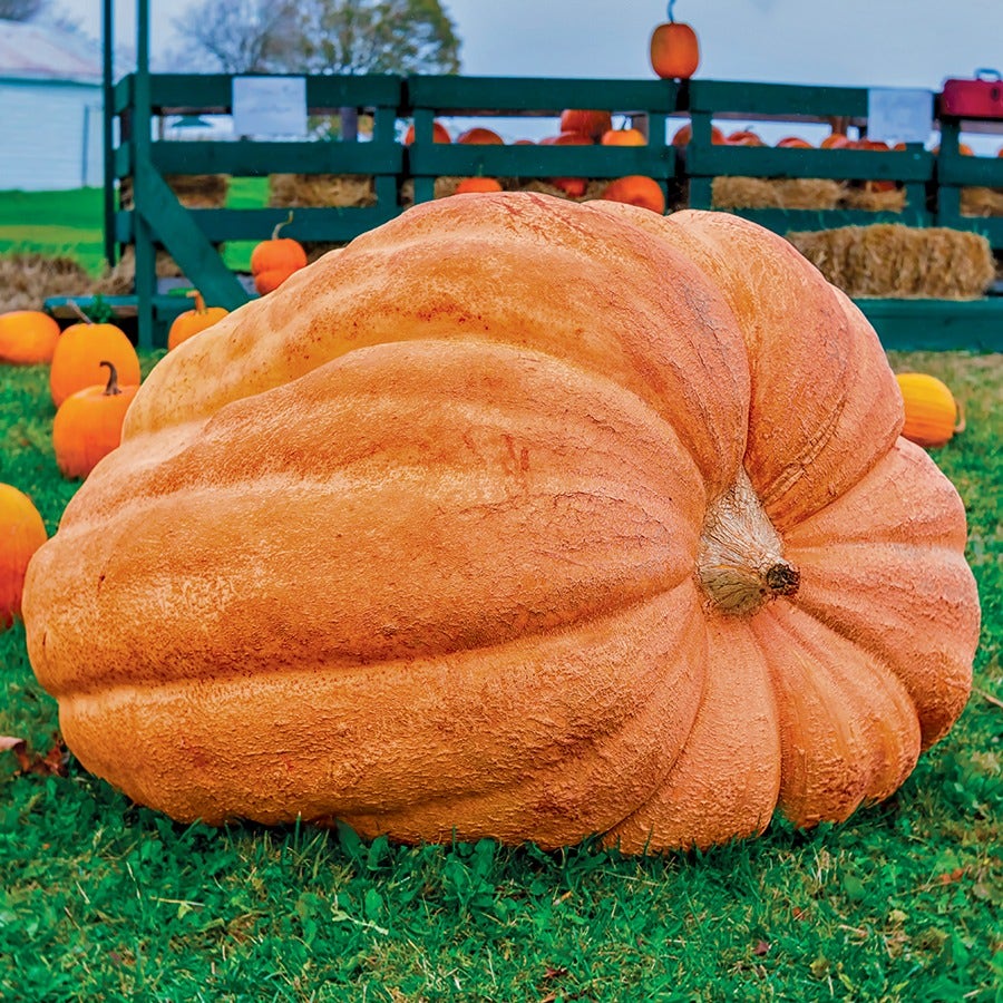 Dill's Atlantic Giant Pumpkin Seeds
