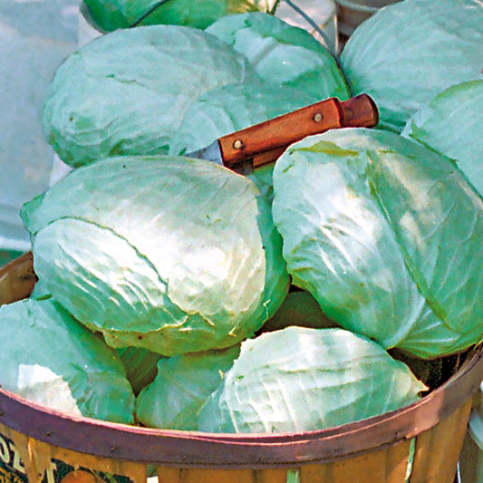 Tropic Giant Hybrid Cabbage Seeds