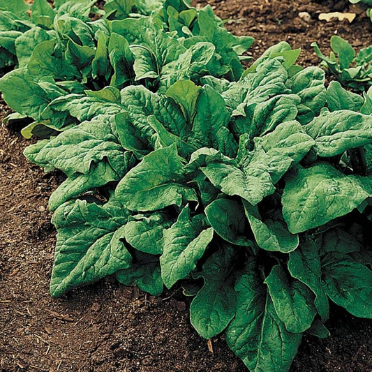 Renegade Organic Hybrid Spinach Seeds