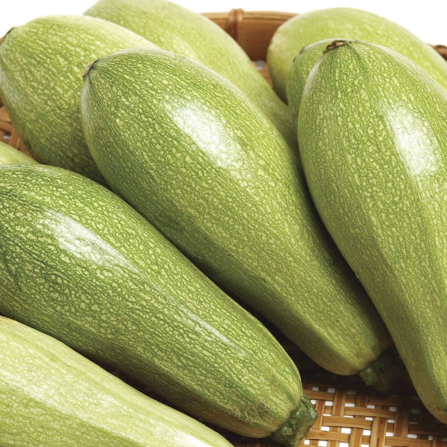 Magda Hybrid Squash Seeds