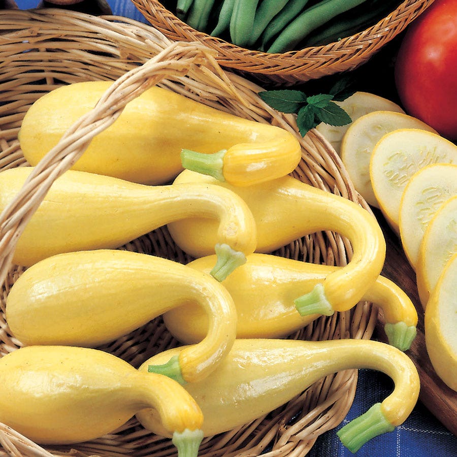 planting yellow crookneck squash seeds Early Summer Crookneck Organic Squash Seeds