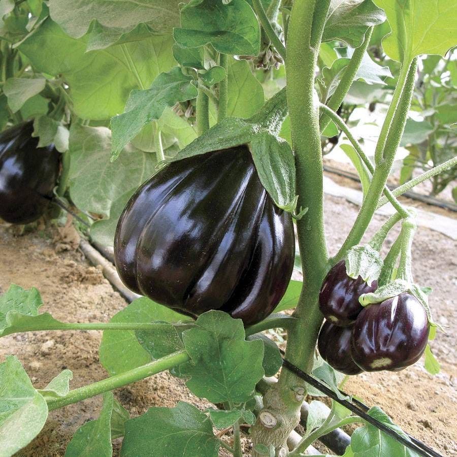 planting eggplant seeds Black Beauty Organic Eggplant Seeds
