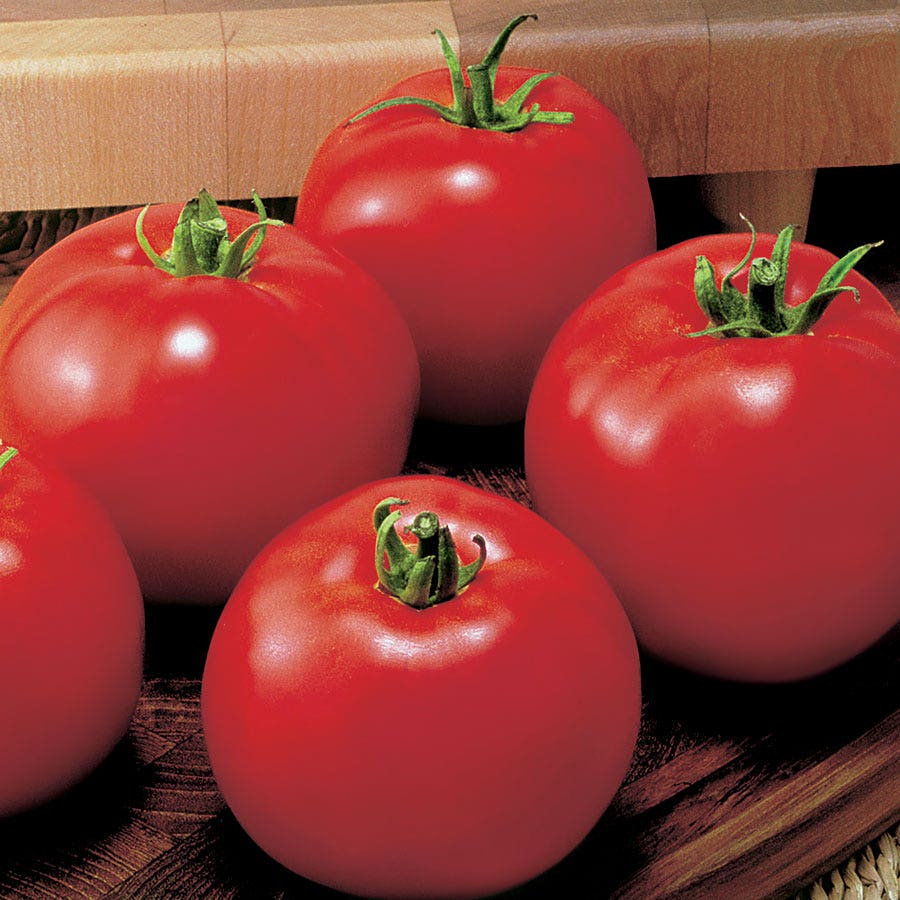 park seed tomato plants MoneyMaker Organic Tomato Seeds