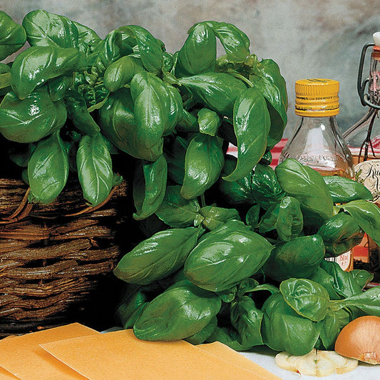 Large Leaf Italian Organic Basil Seeds
