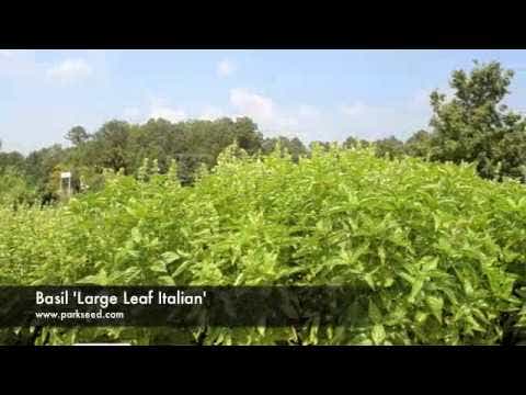 Large Leaf Italian Organic Basil Seeds