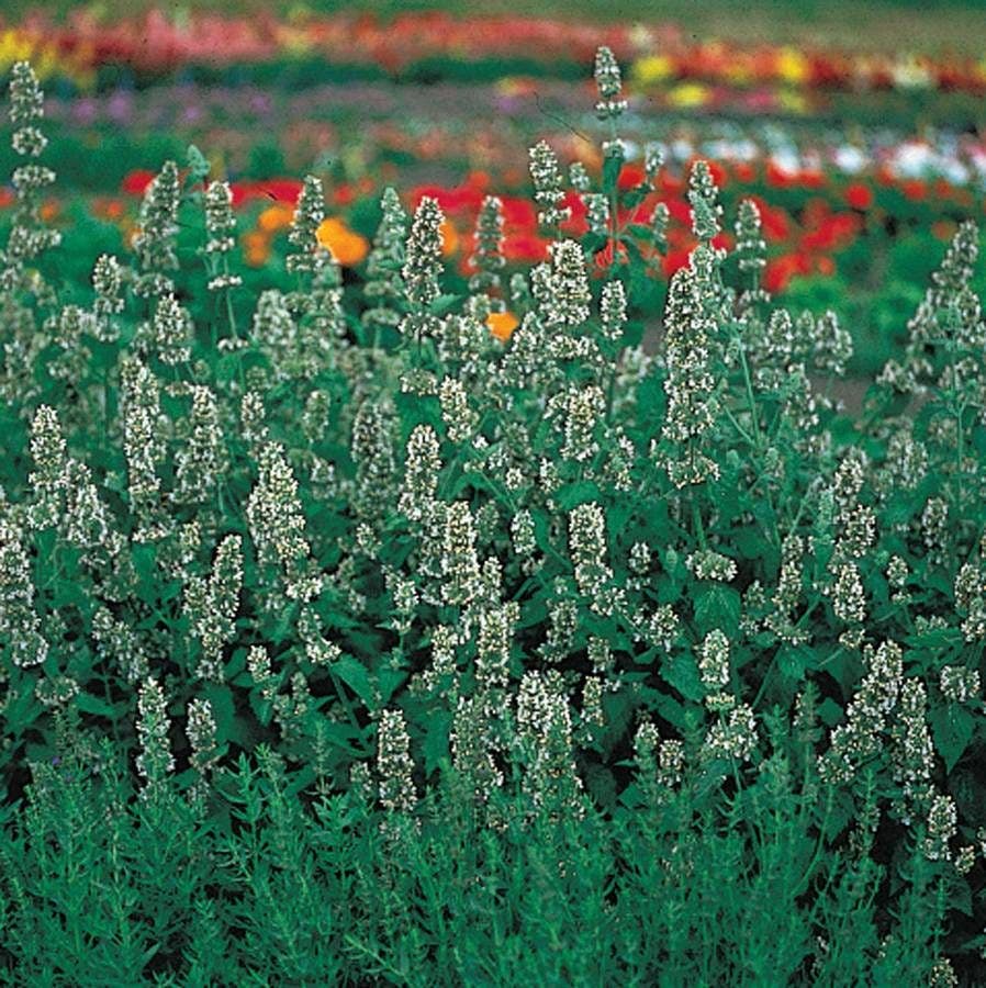 planting catnip seeds Organic Catnip Seeds