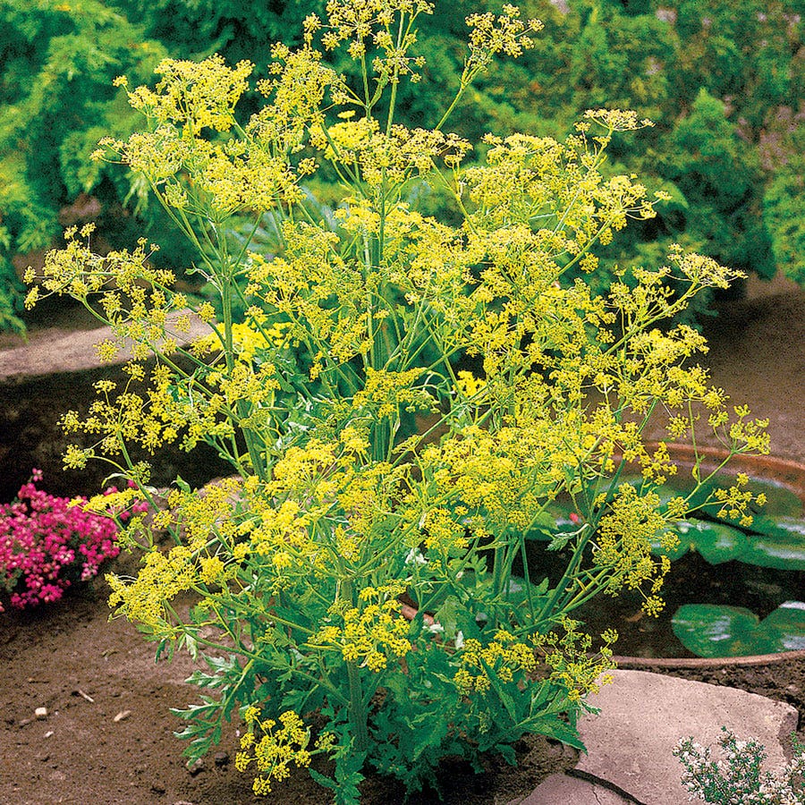 organic dill seeds for planting Bouquet Organic Dill Seeds