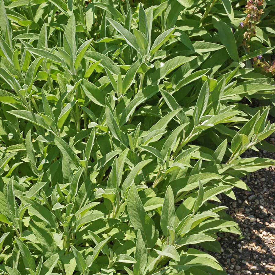 Organic Sage Seeds