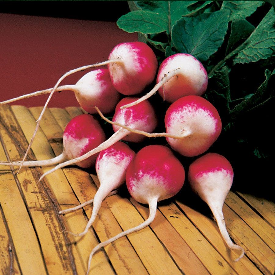 radish plant seeds Sparkler Organic Radish Seeds – Park Seed