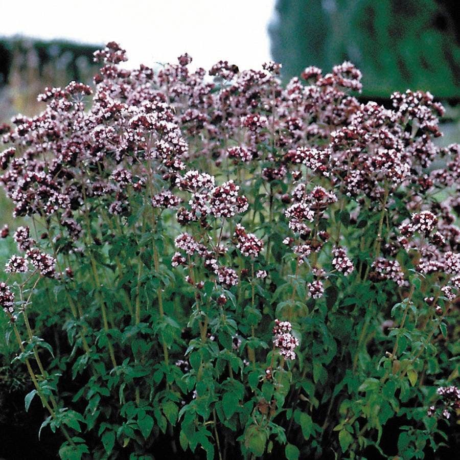 oregano plant seeds Italian Organic Oregano Seeds